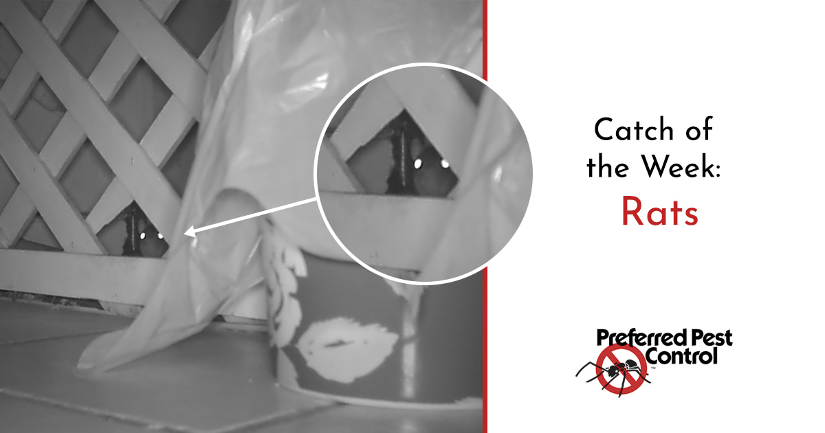 Rat Control in Des Moines, Iowa